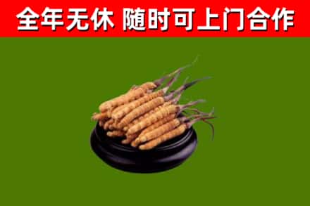 怒江回收冬虫夏草